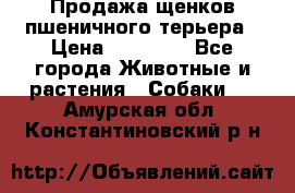 Продажа щенков пшеничного терьера › Цена ­ 30 000 - Все города Животные и растения » Собаки   . Амурская обл.,Константиновский р-н